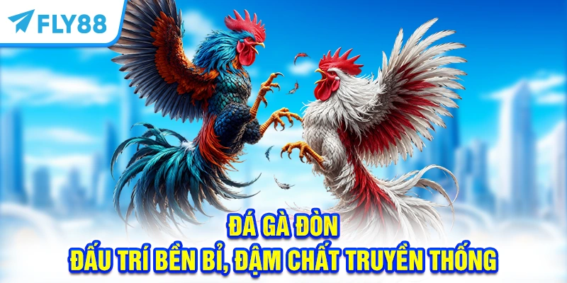 Đá gà đòn - Đấu trí bền bỉ, đậm chất truyền thống
